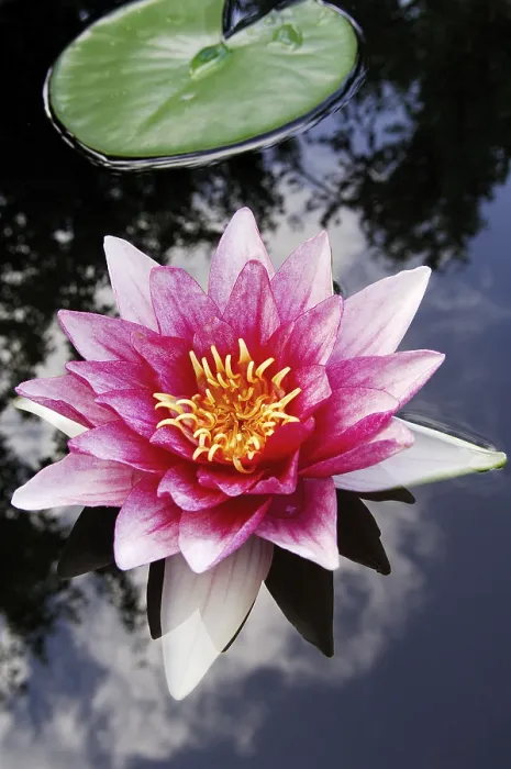 Framed Print : Water Lily Print - Nymphaea spec Framed Print : Water Lily Print - Nymphaea spec