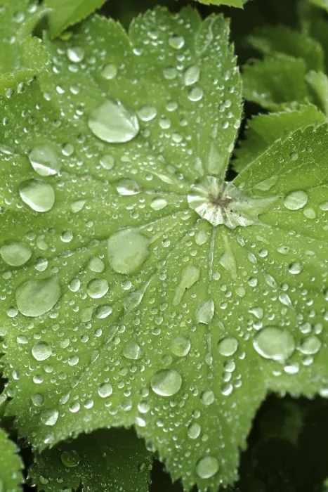 Framed Print : Waterdrop on Leaf Print Framed Print : Waterdrop on Leaf Print