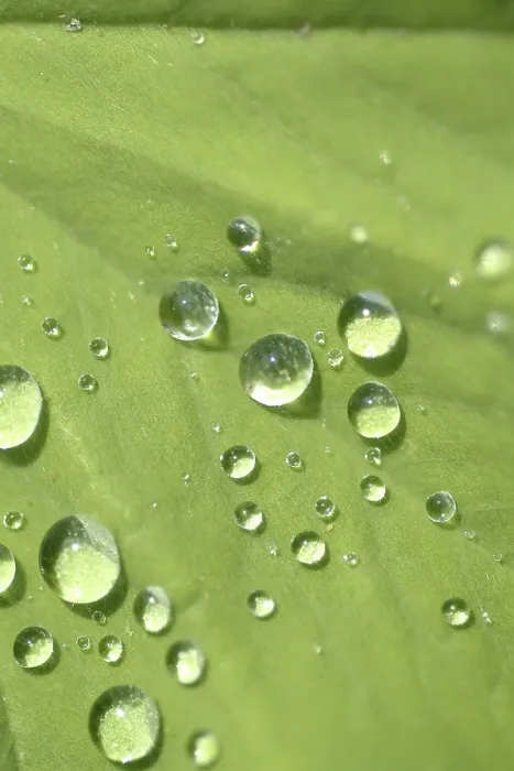 Framed Print : Waterdrop on Leaf Print Framed Print : Waterdrop on Leaf Print