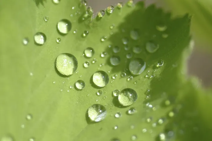 Framed Print : Waterdrop on Leaf Print Framed Print : Waterdrop on Leaf Print