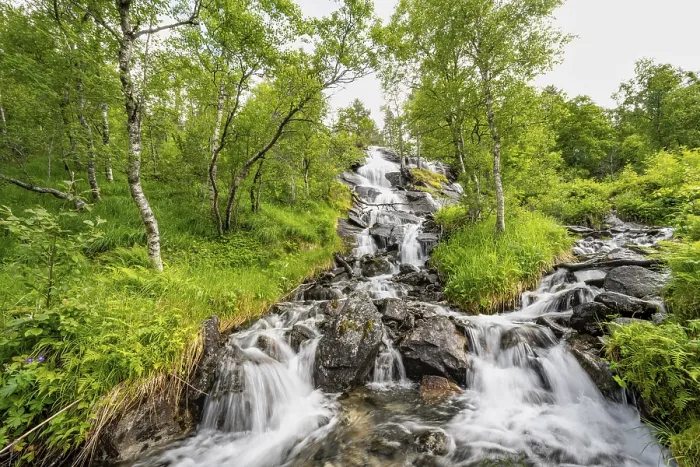 Framed Print : Waterfall Print in Norwegian Birch Forest Framed Print : Waterfall Print in Norwegian Birch Forest