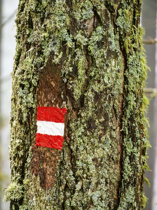 Framed Print : Waymarking on a mossy tree trunk Print, South Tyrol, Italy Framed Print : Waymarking on a mossy tree trunk Print, South Tyrol, Italy