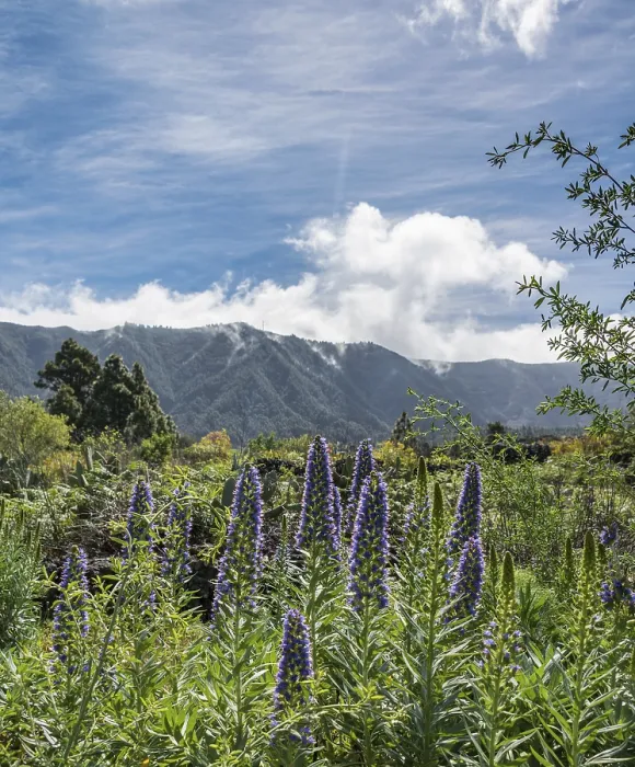 Framed Print : Webb's Bugloss Print: Endemic to La Palma, Canary Islands Framed Print : Webb's Bugloss Print: Endemic to La Palma, Canary Islands