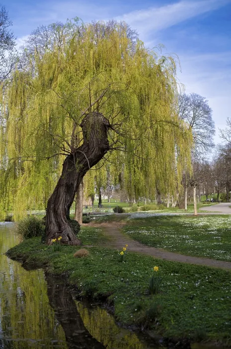 Framed Print : Weeping Willow Print, Rosensteinpark Stuttgart Germany