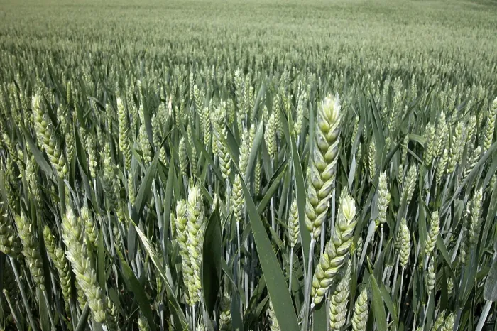 Framed Print : Wheat Wheat Print Framed Print : Wheat Wheat Print