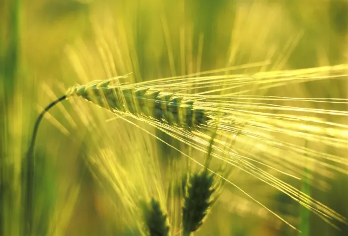 Framed Print : Wheat Ear Print - Close-Up of a Wheat Grain Framed Print : Wheat Ear Print - Close-Up of a Wheat Grain