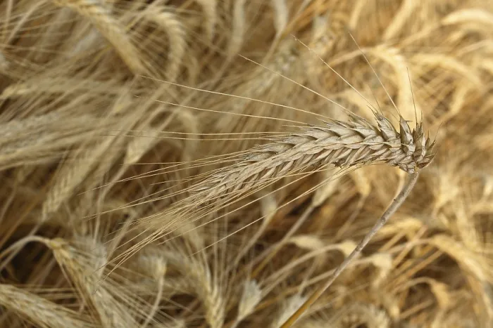 Framed Print : Wheat Ears in a Corn Field Print Framed Print : Wheat Ears in a Corn Field Print