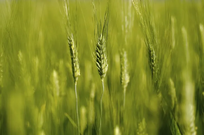 Framed Print : Field Wheat Print Framed Print : Field Wheat Print