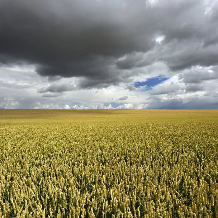 Framed Print : Wheat Field Print, Saalekreis, Germany Framed Print : Wheat Field Print, Saalekreis, Germany