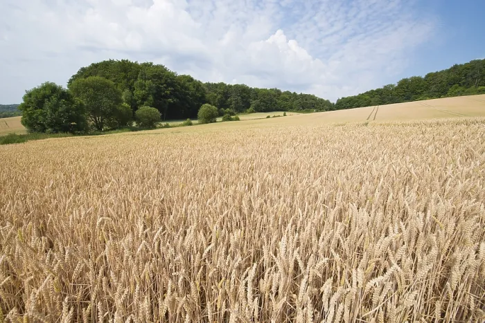 Framed Print : Wheat field, Thuringia, Germany Print Framed Print : Wheat field, Thuringia, Germany Print