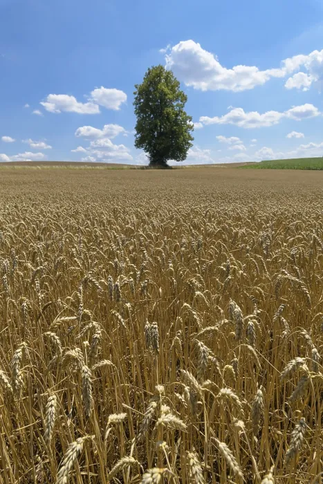 Framed Print : Wheat Field with Tree in Summer Print, Grabfeld, Germany Framed Print : Wheat Field with Tree in Summer Print, Grabfeld, Germany