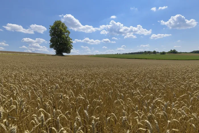 Framed Print : Wheat Field with Tree in Summer Print, Grabfeld, Germany Framed Print : Wheat Field with Tree in Summer Print, Grabfeld, Germany