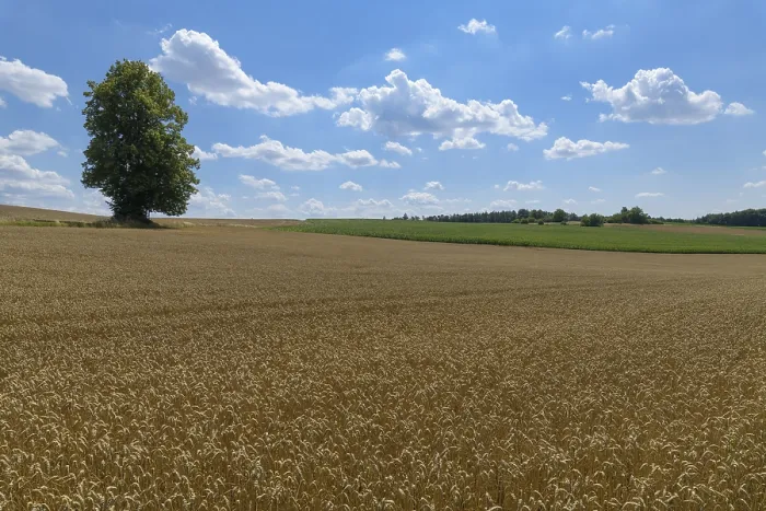 Framed Print : Wheat Field with Tree in Summer Print, Grabfeld, Germany Framed Print : Wheat Field with Tree in Summer Print, Grabfeld, Germany