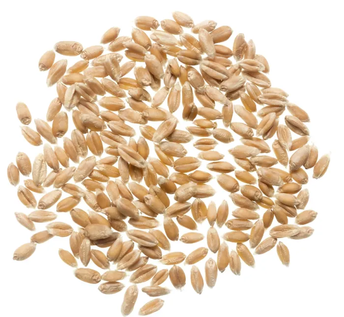 Framed Print : Wheat Grain Print on White Background Framed Print : Wheat Grain Print on White Background