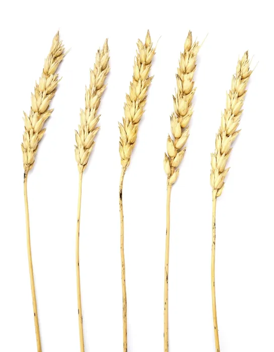Framed Print : Wheat Print Isolated on White Background Framed Print : Wheat Print Isolated on White Background