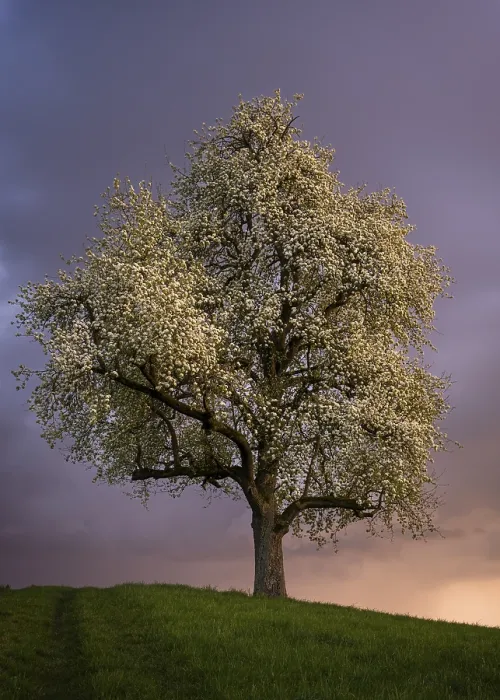 Framed Print : White Blossoming Fruit Tree Print, Rhine-Neckar District, Germany Framed Print : White Blossoming Fruit Tree Print, Rhine-Neckar District, Germany