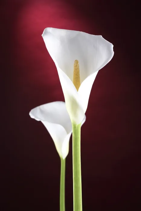 Framed Print : White Calla Lily Print Framed Print : White Calla Lily Print