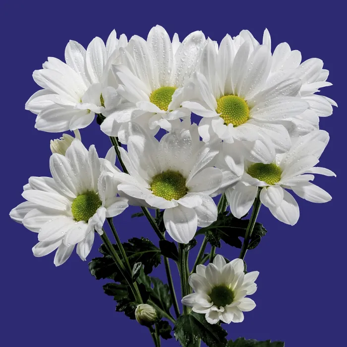 Framed Print : White Chamomile Print on Blue Background