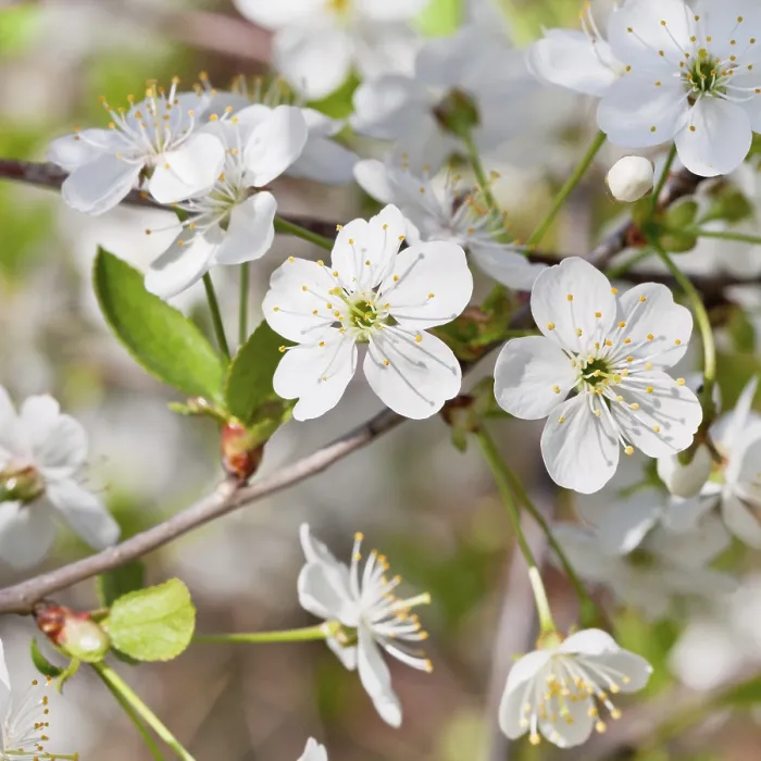 Framed Print : Close-up White Cherry Blossoms Print in Spring