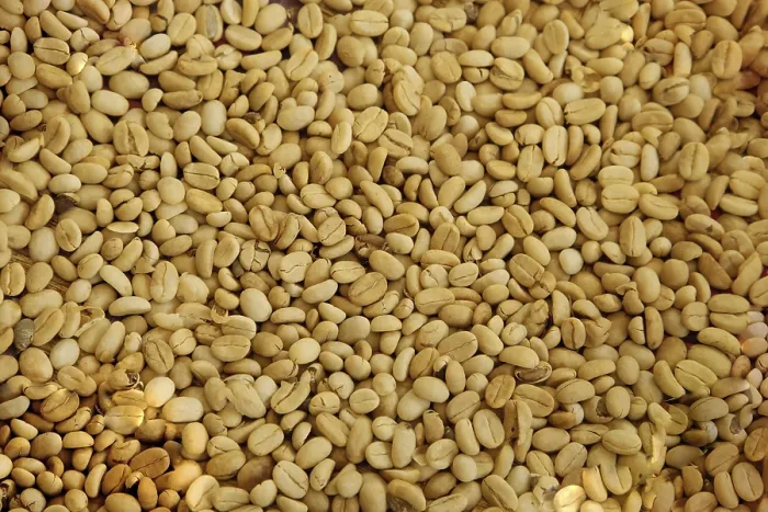 Framed Print : White Coffee Beans Drying Close-Up Print Framed Print : White Coffee Beans Drying Close-Up Print
