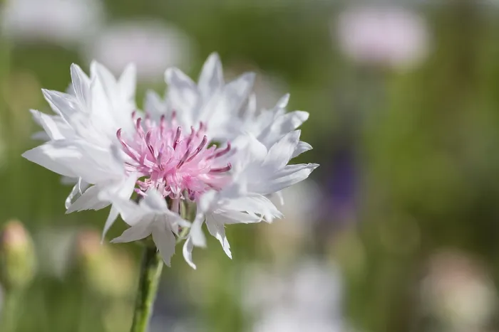 Framed Print : White Cornflower (Centaurea cyanus) Print, Saxony, Germany