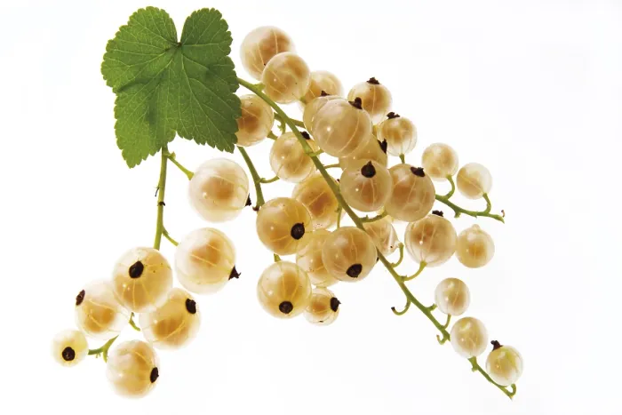 Framed Print : White Currants (Ribes) Print Framed Print : White Currants (Ribes) Print
