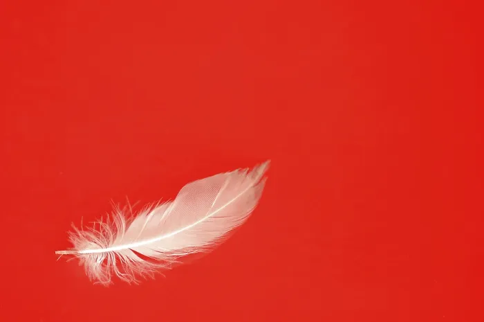 Framed Print : White Feather on Red Print, High Contrast Framed Print : White Feather on Red Print, High Contrast
