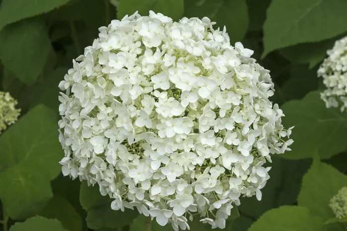 Framed Print : White Hydrangea Blossom Print, Bavaria, Germany Framed Print : White Hydrangea Blossom Print, Bavaria, Germany