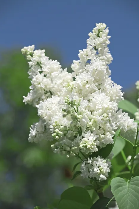 Framed Print : White Lilac Print - Blooming Branch Framed Print : White Lilac Print - Blooming Branch