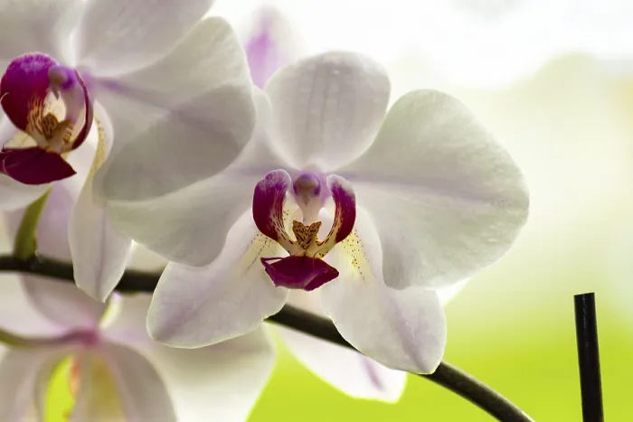 Framed Print : White Orchids in Bloom Print