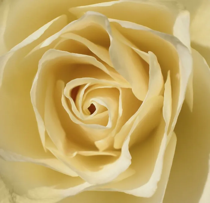 Framed Print : White Rose Print by White Rose