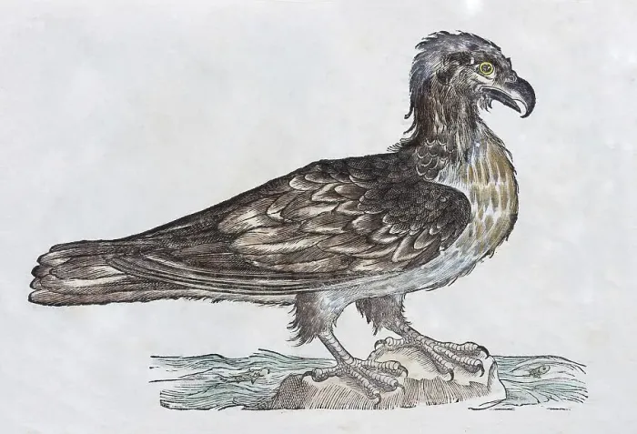 Framed Print : White-tailed eagle hand-coloured woodcut print, Ornithologiae
