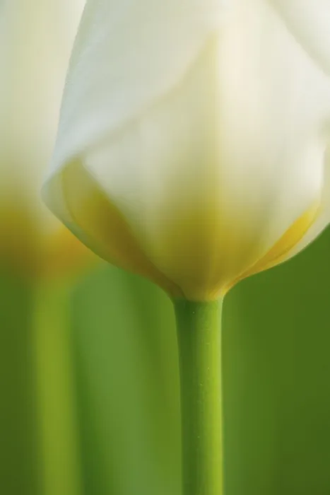 Framed Print : White Tulips Print - ImageBROKER Framed Print : White Tulips Print - ImageBROKER