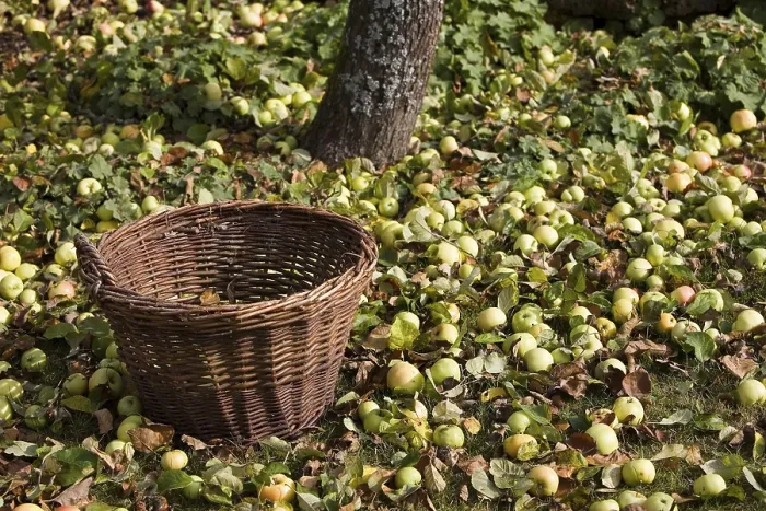 Framed Print : A Wicker Basket Under an Apple Tree Print Framed Print : A Wicker Basket Under an Apple Tree Print