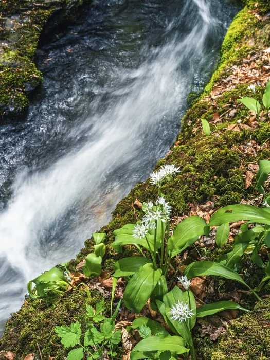 Framed Print : Wild Garlic over stream, Devon Print Framed Print : Wild Garlic over stream, Devon Print