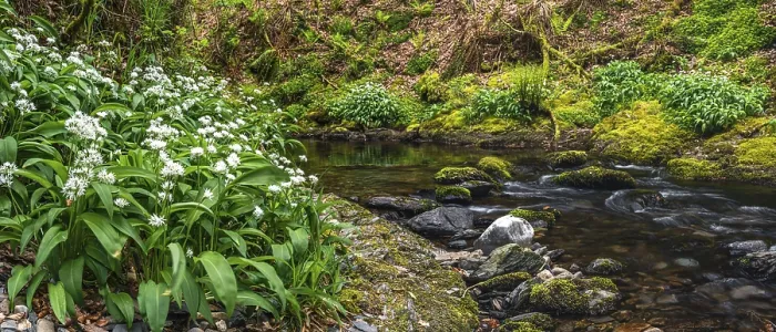 Framed Print : Wild Garlic Print, Devon, England Framed Print : Wild Garlic Print, Devon, England
