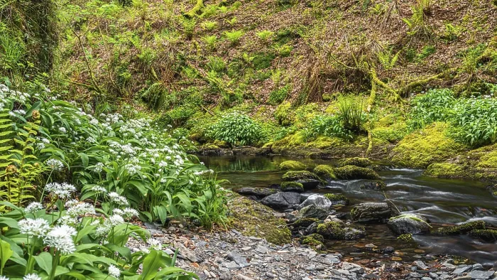Framed Print : Wild Garlic Print over Devon Stream, England Framed Print : Wild Garlic Print over Devon Stream, England