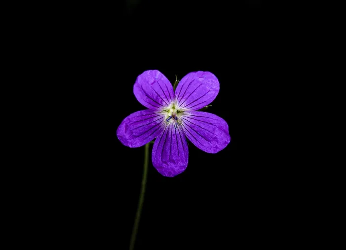 Framed Print : Wild Geranium Print - Violet Flower on Black Background Framed Print : Wild Geranium Print - Violet Flower on Black Background