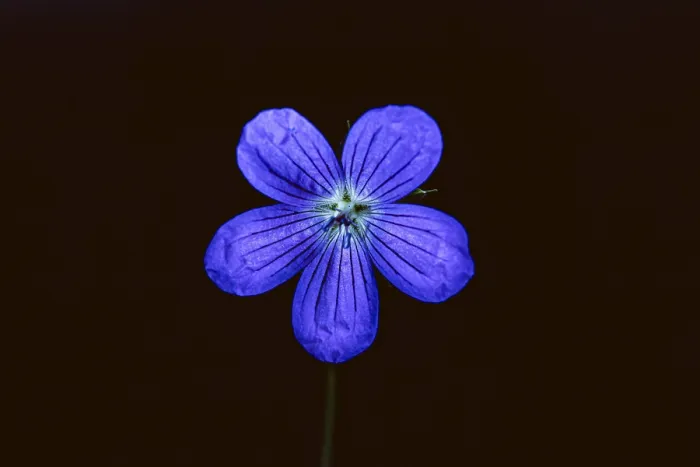 Framed Print : Wild Geranium Print - Blue Flower on Black Background Framed Print : Wild Geranium Print - Blue Flower on Black Background