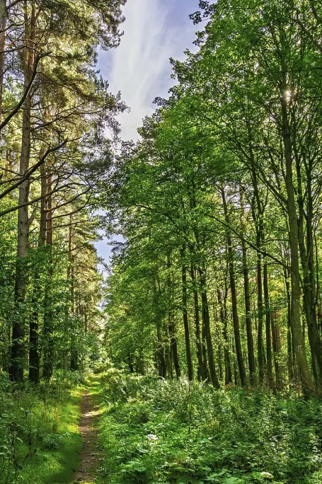 Framed Print : A Wild Path in the Forest Print