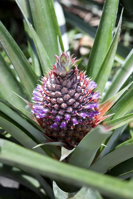 Framed Print : Wild Pineapple Print, Seychelles, Africa Framed Print : Wild Pineapple Print, Seychelles, Africa