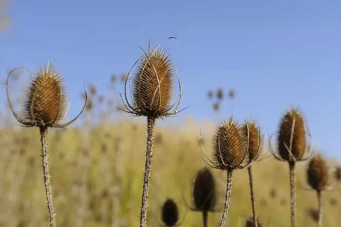 Framed Print : Wild Teasel Print - Bavaria Framed Print : Wild Teasel Print - Bavaria