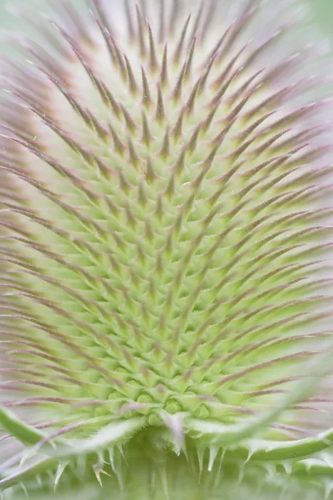 Framed Print : Wild Teasel Print - Dipsacus fullonum Inflorescence Close-up Framed Print : Wild Teasel Print - Dipsacus fullonum Inflorescence Close-up