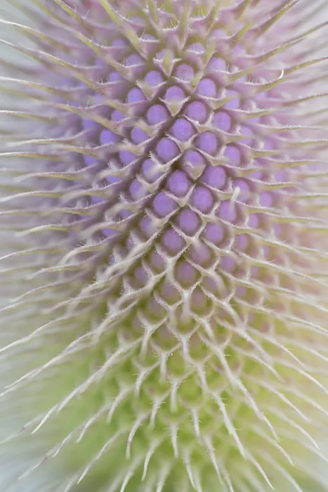 Framed Print : Wild Teasel Print - Close-up of Inflorescence