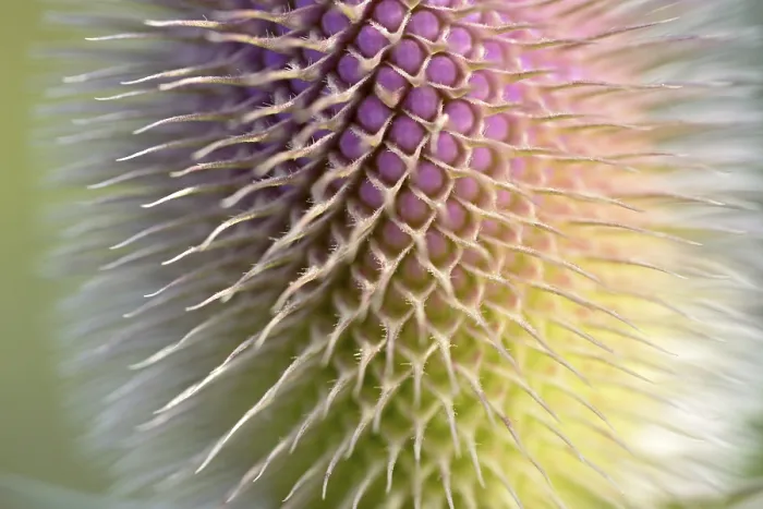Framed Print : Wild Teasel Print (Dipsacus fullonum) Framed Print : Wild Teasel Print (Dipsacus fullonum)