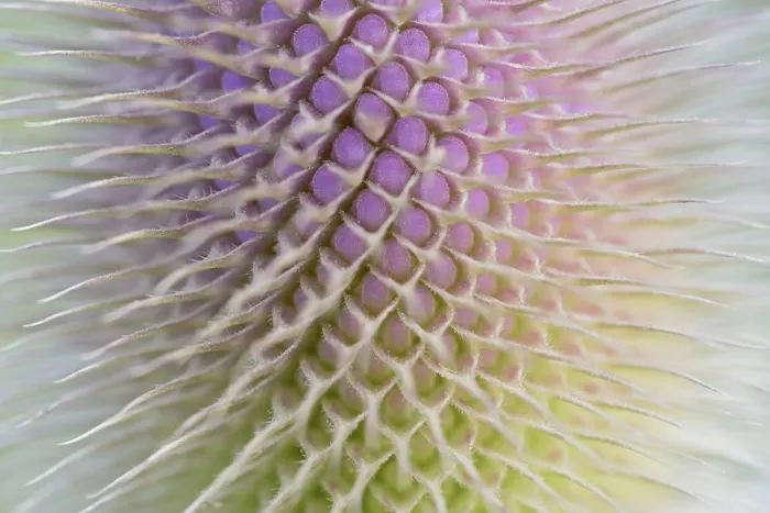 Framed Print : Wild Teasel Print, Close-Up of Inflorescence Framed Print : Wild Teasel Print, Close-Up of Inflorescence