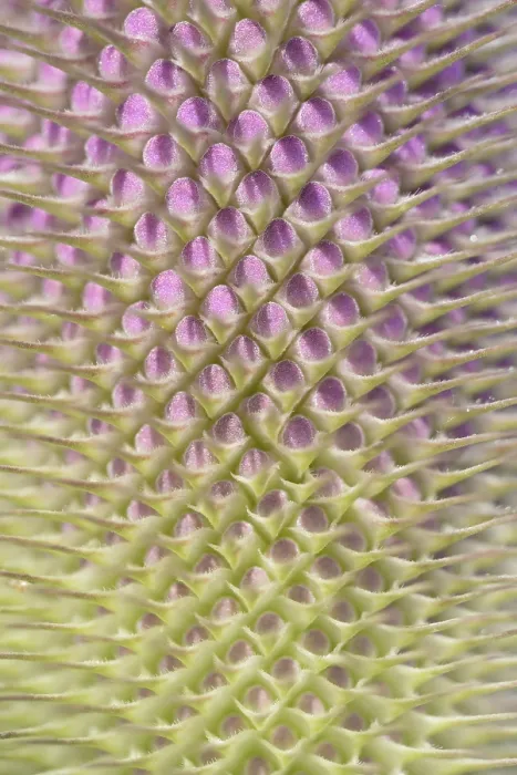 Framed Print : Wild Teasel Print - Dipsacus fullonum, Close-up in Germany Framed Print : Wild Teasel Print - Dipsacus fullonum, Close-up in Germany