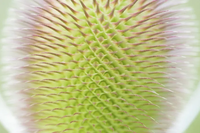 Framed Print : Wild Teasel Print - Close-up of Inflorescence Framed Print : Wild Teasel Print - Close-up of Inflorescence