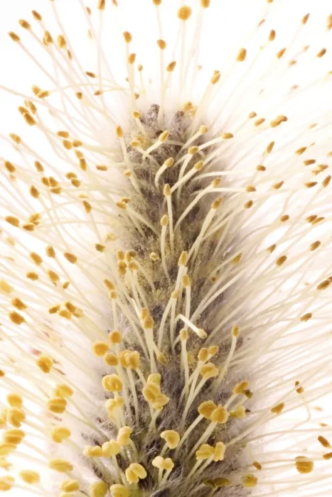 Framed Print : Willow Print by ImageBROKER