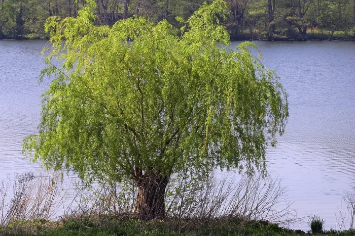 Framed Print : Willow in Spring Print - Salix Species Framed Print : Willow in Spring Print - Salix Species